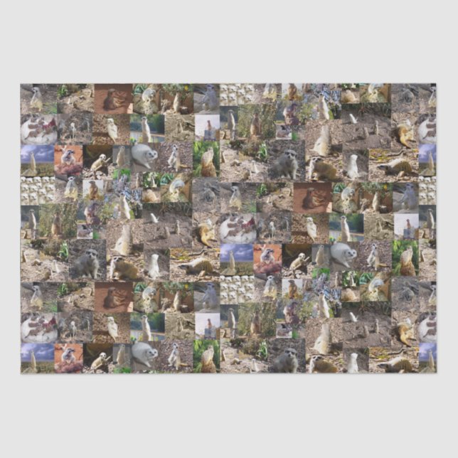 Papel De Seda Collage de fotos Meerkat, (Anverso)