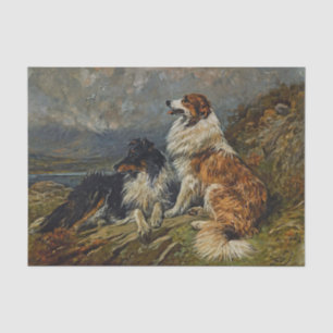 Papel De Seda Collies en el páramo por John Emms