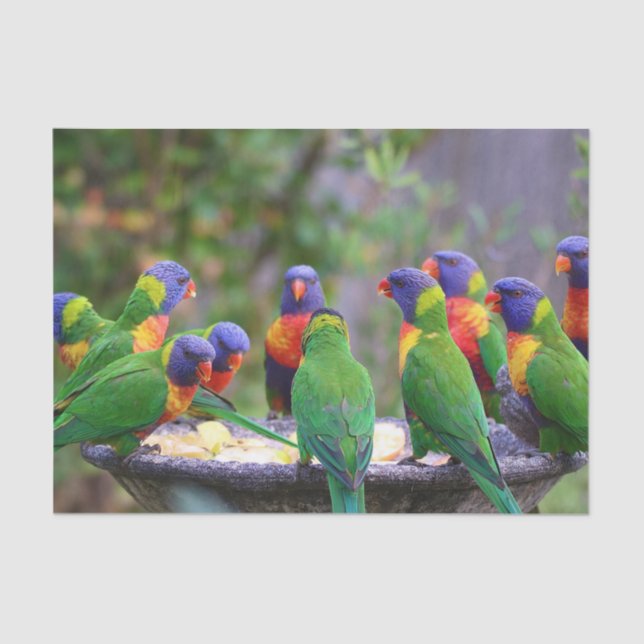 Papel De Seda Colorful Rainbow Lorikeet Parrots Eating (Anverso)