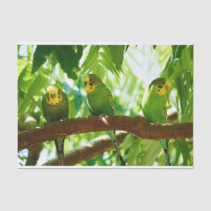 Papel De Seda Coloridos bueyes verdes en una rama de árbol