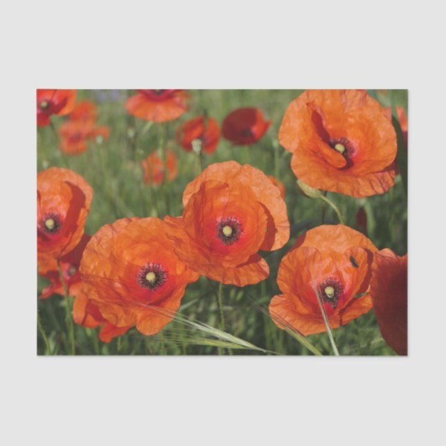 Papel De Seda Common Poppies  (Anverso)