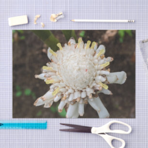 Papel de seda con foto de flor de jengibre blanco