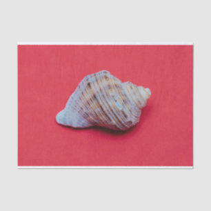 Papel De Seda concha en un fondo rojo