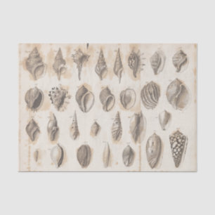 Papel De Seda Concha marina pergamino vintage decoupage playa oc