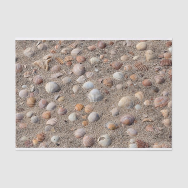 Papel De Seda conchas marinas en la playa (Anverso)