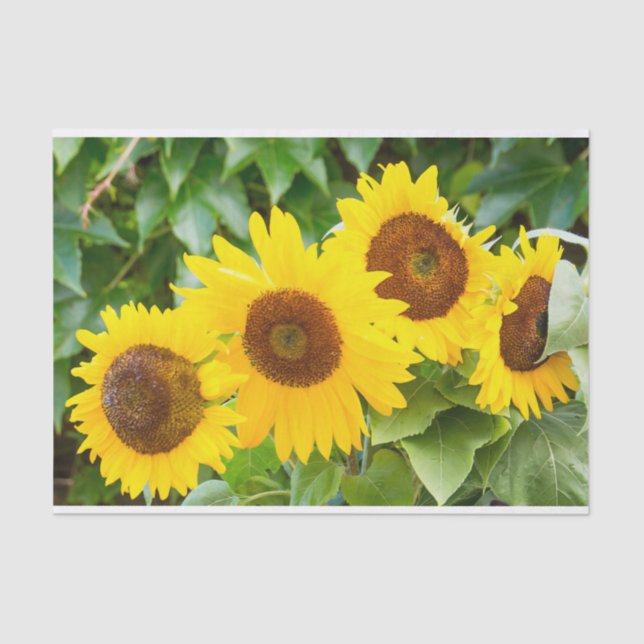 Papel De Seda Condolencia del gato con los girasoles (Anverso)