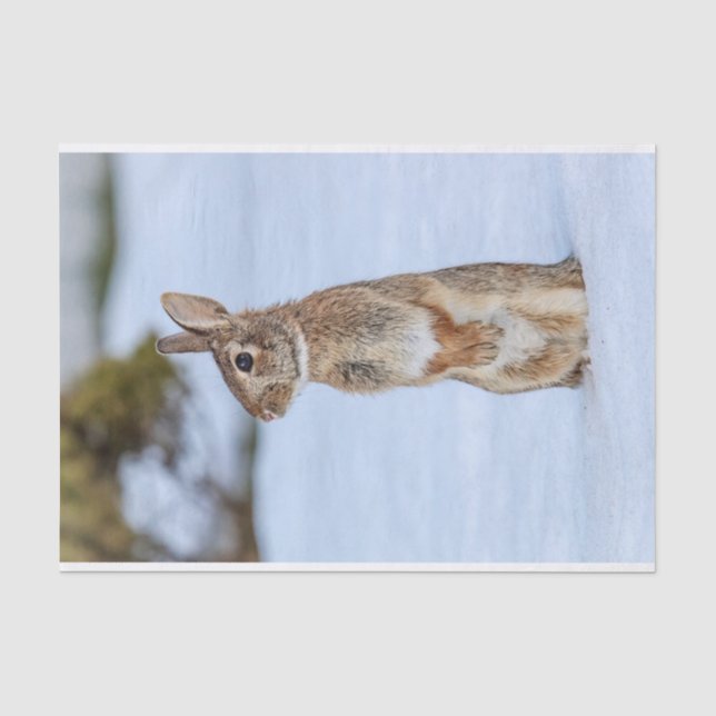 Papel De Seda Conejo en la nieve (Anverso)