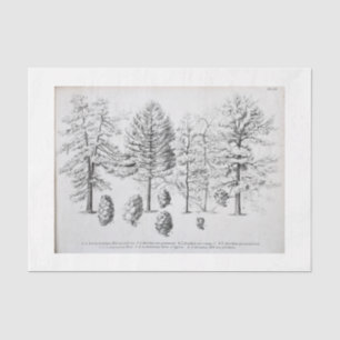 Papel De Seda Cono de pino de descomposición de éfera de árbol v
