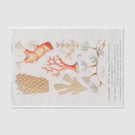 Papel De Seda coral costero acuático