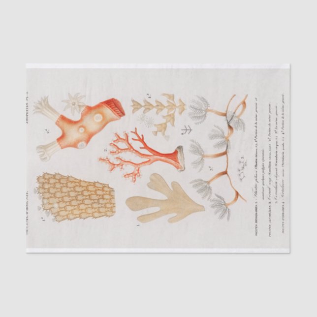 Papel De Seda coral costero acuático (Anverso)