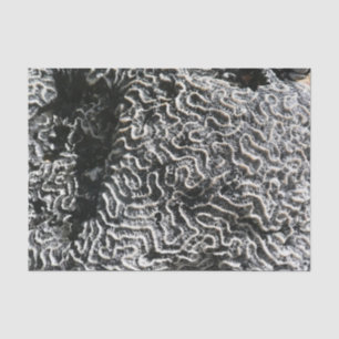 Papel De Seda Coral negro y blanco I Foto abstracta de la natura