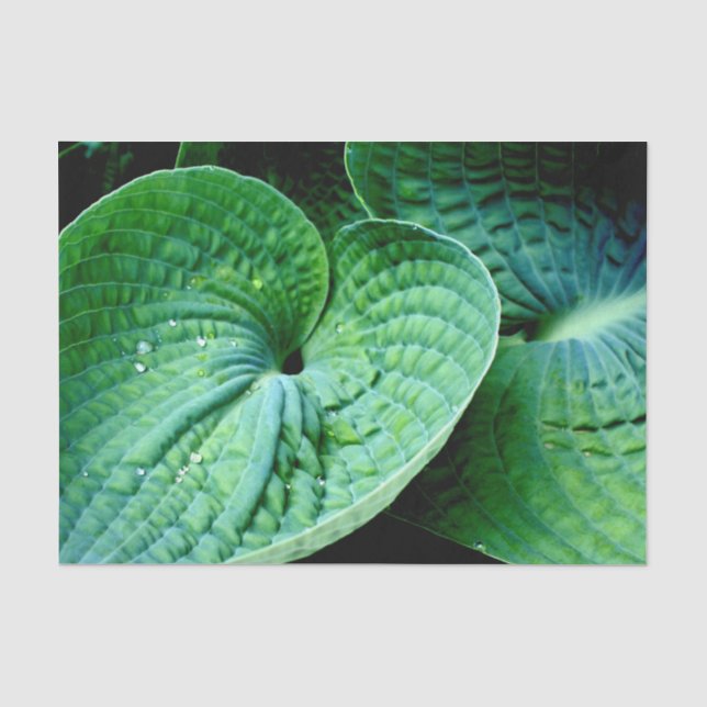 Papel De Seda Corazón de Hosta (Anverso)