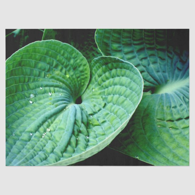 Papel De Seda Corazón de Hosta (Anverso)