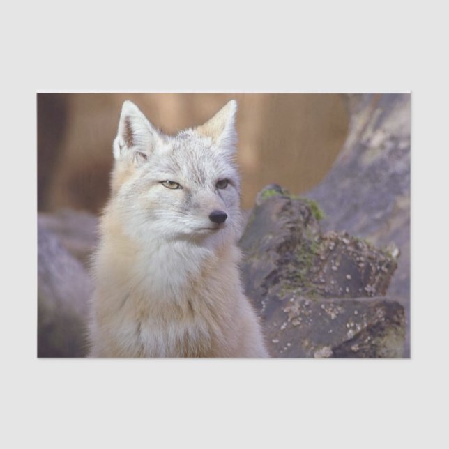 Papel De Seda Corsac Fox (Anverso)