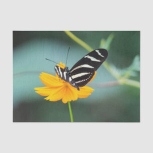 Papel De Seda Costa Rica - Mariposa Pinta de Cebra