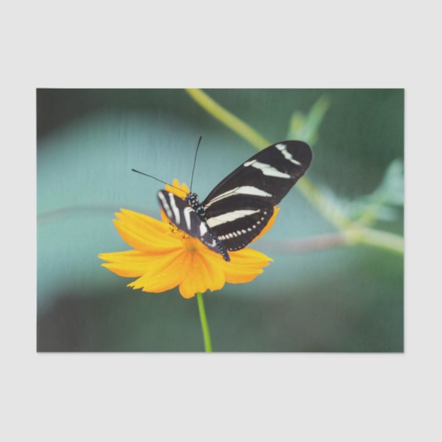 Papel De Seda Costa Rica  - Zebra Longwing Butterfly (Anverso)