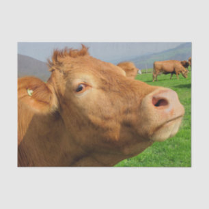 Papel De Seda Cow Close Up, Parte 4: The Side-Eye Glare Edition