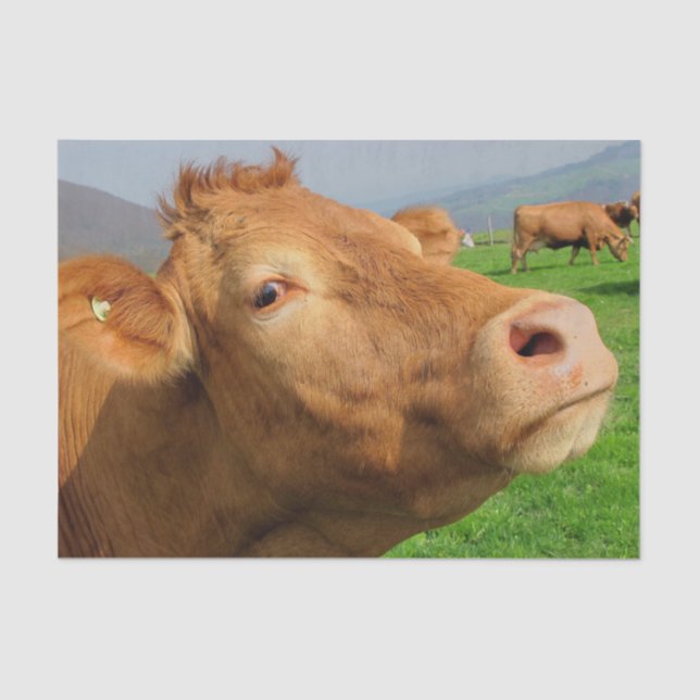 Papel De Seda Cow Close Up, Parte 4: The Side-Eye Glare Edition (Anverso)