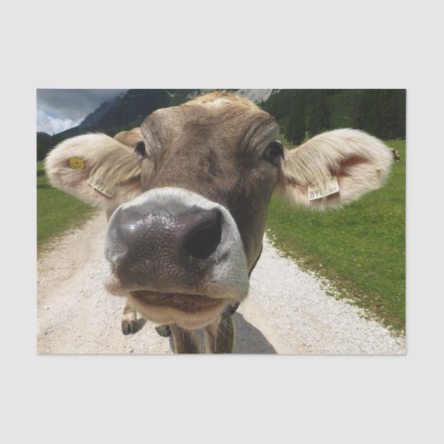 Papel De Seda Cow Close Up, Parte 6: La curiosa edición de la va (Anverso)