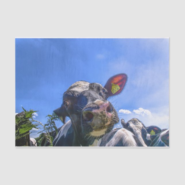 Papel De Seda Cow Close Up, Parte 7: El "¡Estoy escuchando!" Edi (Anverso)