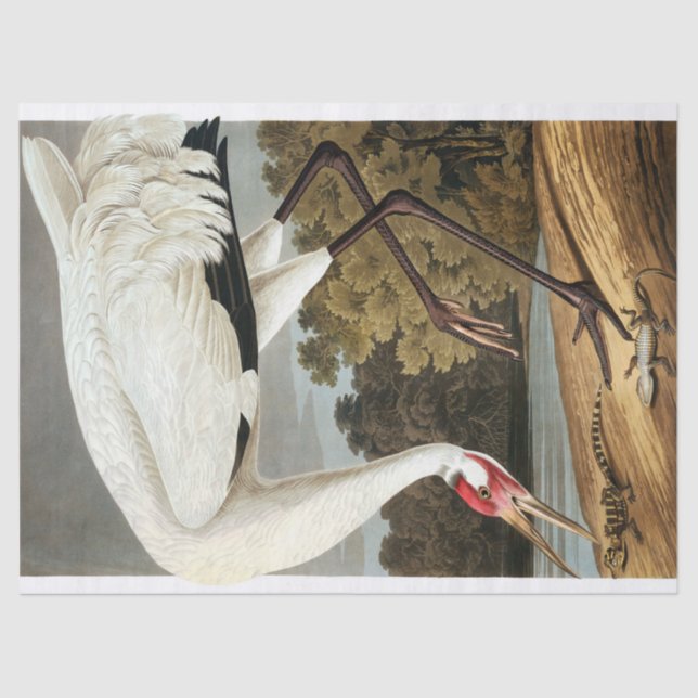 Papel De Seda Crana de Whooping de John James Audubon (Anverso)