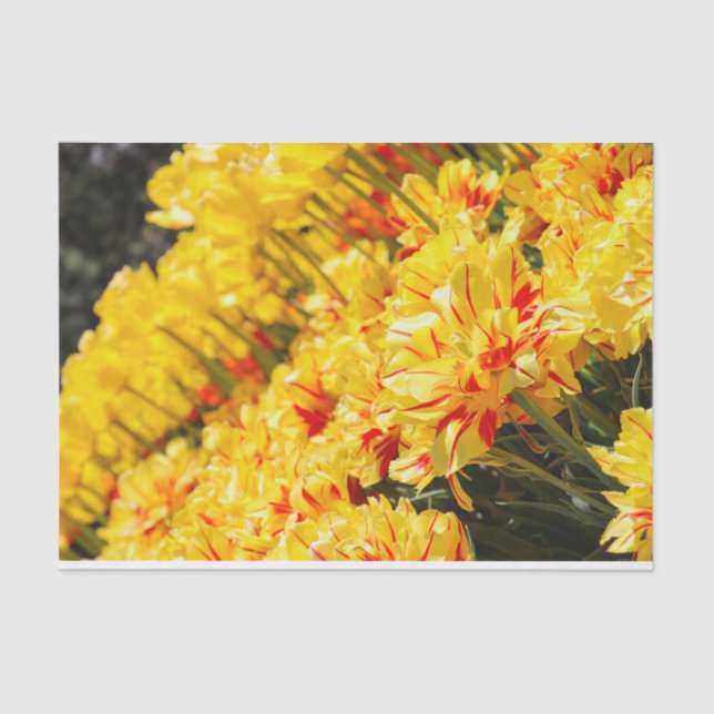 Papel De Seda Crecer en oro (Anverso)