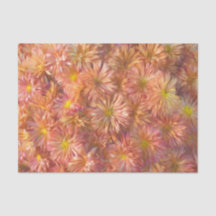 Crisantemo Amarillo Rosa Floral Decoupage Bonito