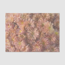 Crisantemo Floral Chic Rosa Pastel Decoupage
