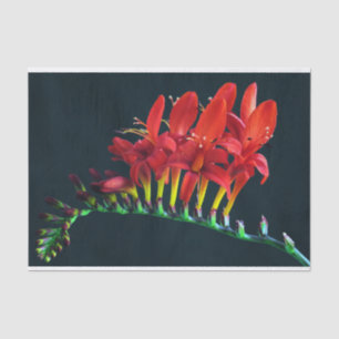 Papel De Seda Crocosomia Lucifer Montbretia Floral