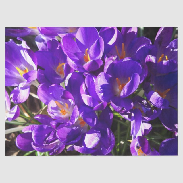 PAPEL DE SEDA CROCUS DE PRIMAVERA (Anverso)