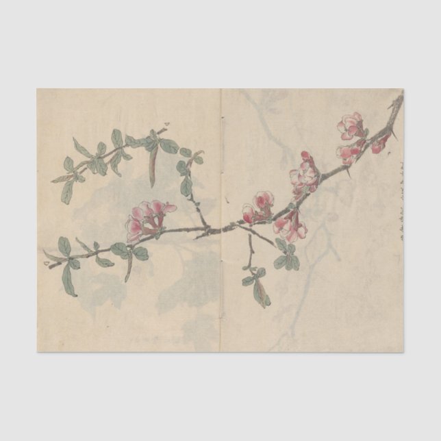 Papel De Seda Cuaderno de bocetos Pl. 096 de Ariyoshi Kondo (Anverso)