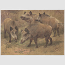 Cuatro Boars en un paisaje de hierba (por Rosa Bon