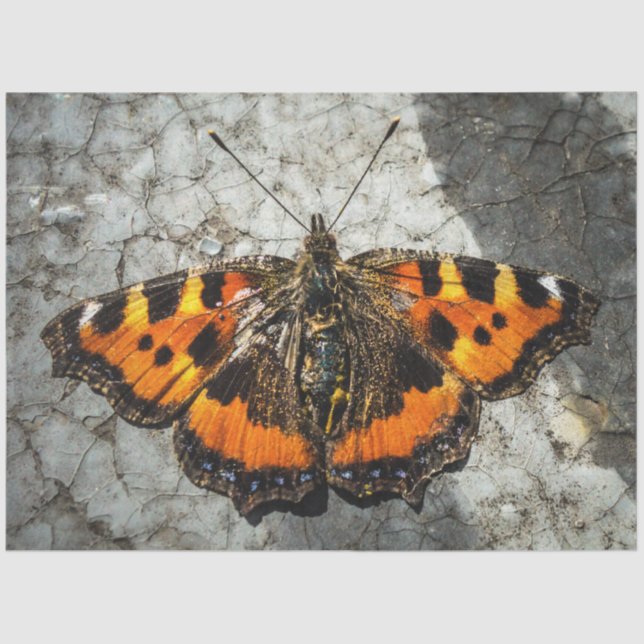 Papel De Seda Cumpleaños de la mariposa (Anverso)