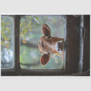 Papel De Seda Curiosa vaca mirando a través de una descomposició