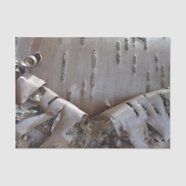 Papel De Seda Curly Birch Bark Tree Rustic (Anverso)