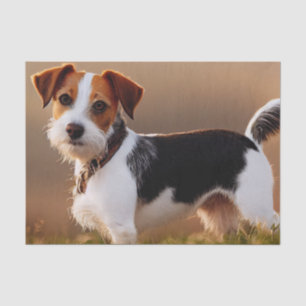 Papel De Seda Cute Jack Russel Terrier Dog Photography