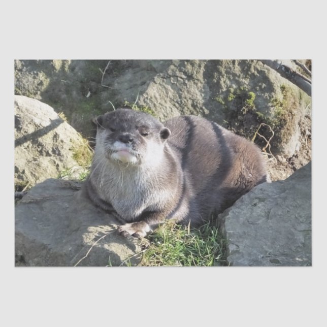 PAPEL DE SEDA CUTE OTTER (Anverso)