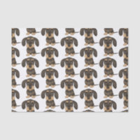 Dachshund de cabello alambrado| Perro Cute Teckel 