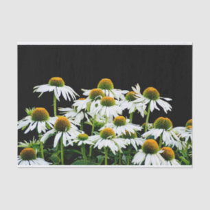 Papel De Seda Daisies blancos y amarillos sobre negro