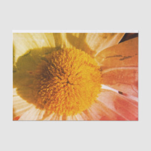 Papel De Seda Daisy Close