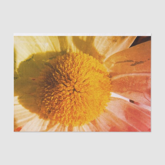 Papel De Seda Daisy Close (Anverso)