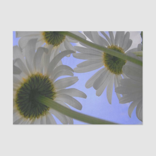 Papel De Seda Daisy Day (Anverso)