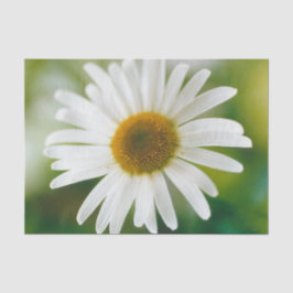 Papel De Seda Daisy de Oxeye blanco - Leucanthemum vulgare