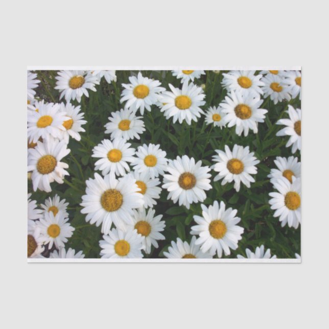 Papel De Seda Daisy Delight Tissue Paper (Anverso)