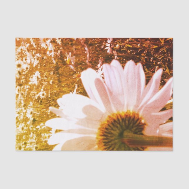 Papel De Seda Daisy Fields Tissue Paper (Anverso)