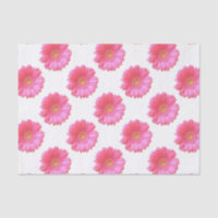 Daisy gerbera rosada
