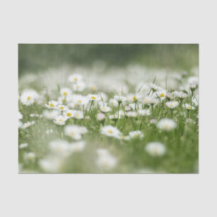 Papel De Seda Daisy Meadow