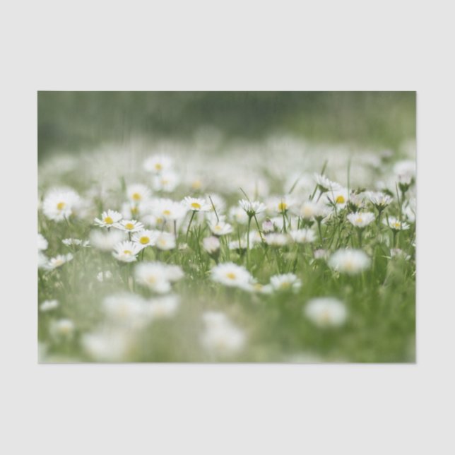 Papel De Seda Daisy Meadow (Anverso)