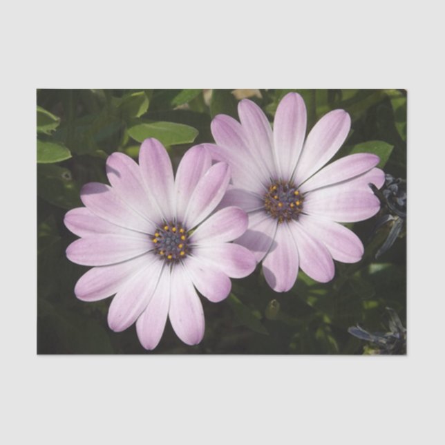 Papel De Seda Daisy Tissue Paper (Anverso)