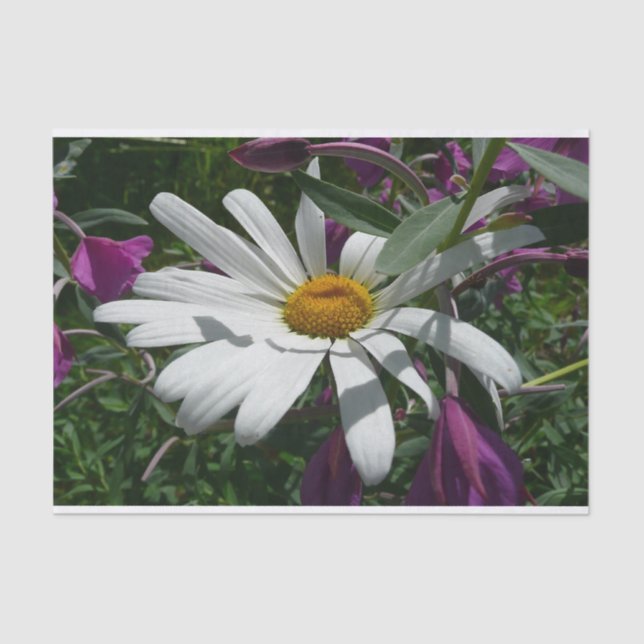 Papel De Seda Daisy y Fireweed Wildflower (Anverso)